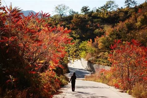 平谷紅葉哪個鎮：紅葉之王與風景勝地